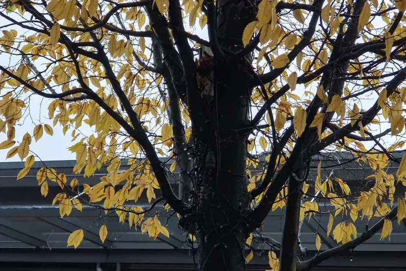 img 20241119 185321 216