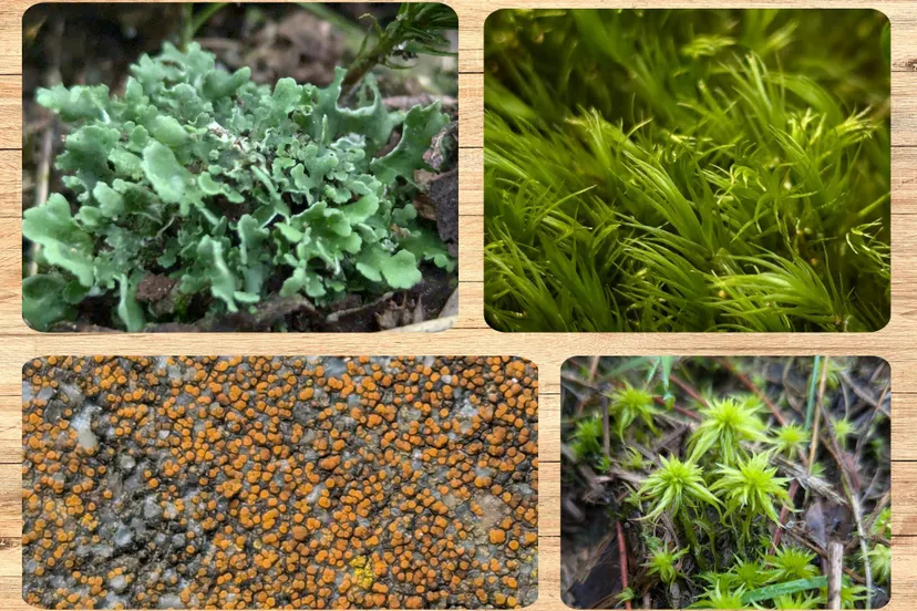 ontwerp zonder titeljpg