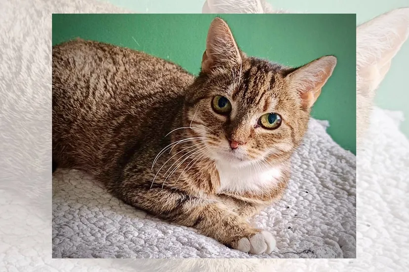 03-08-2025 Asieldier van de Week