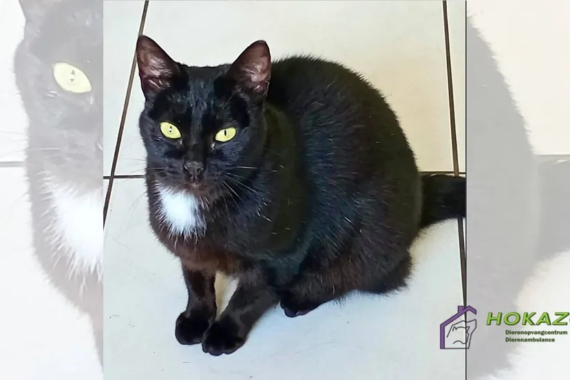 31-08-2025 Asieldier van de Week