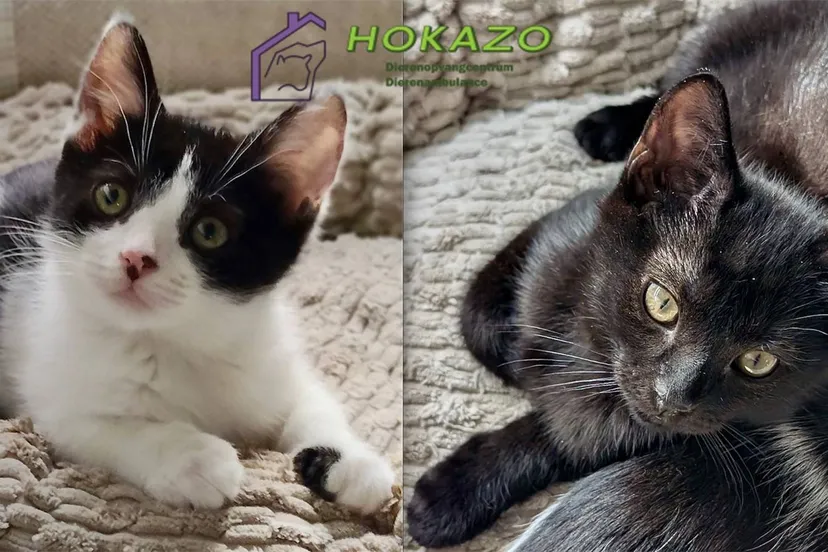 Hokazo Asieldier van de Week