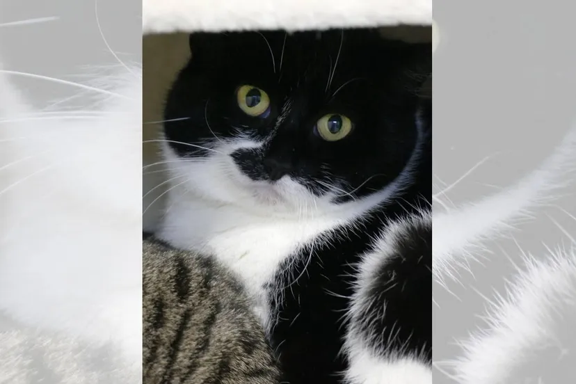 Asieldier van de Week