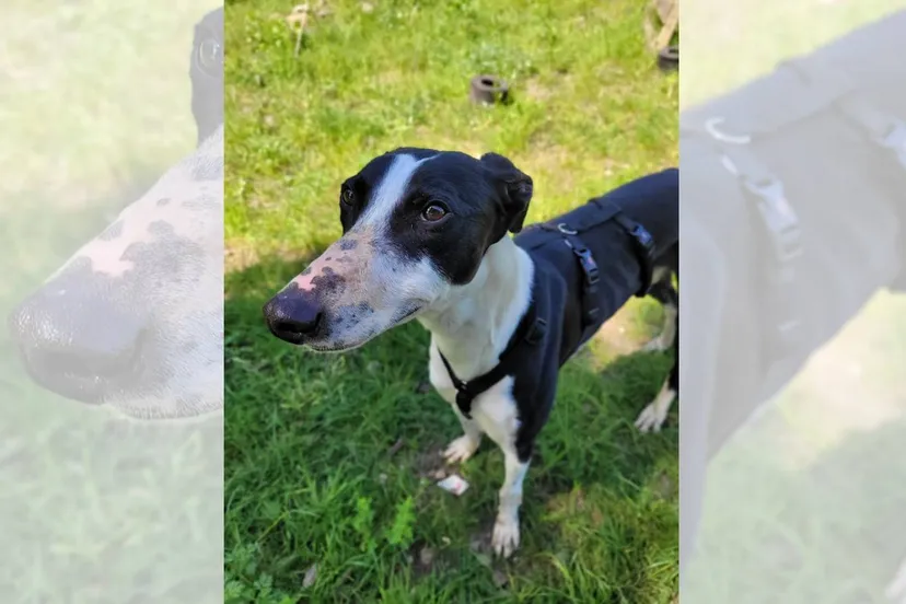 Asieldier van de Week