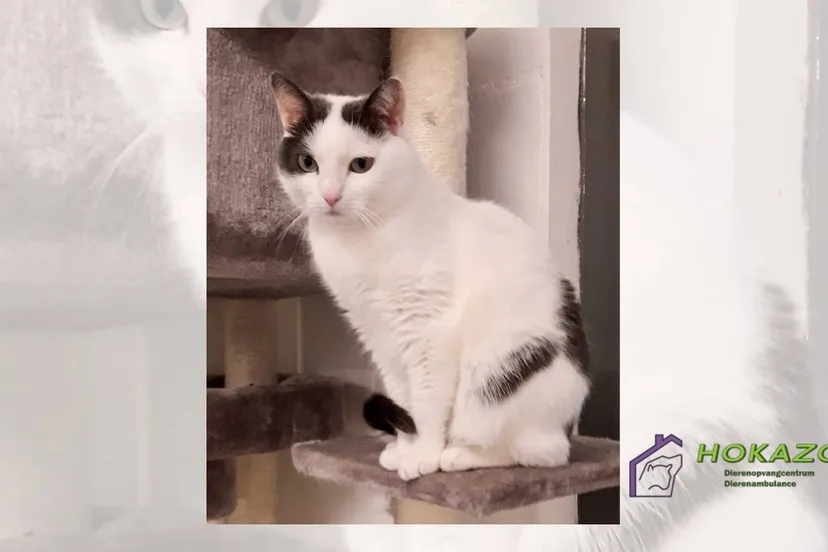 05-10-2025 Hokazo - Tilly