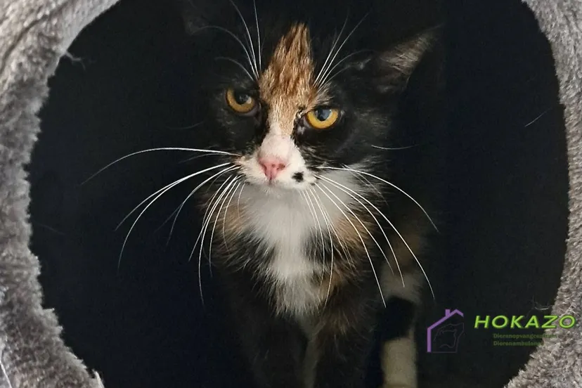 12-10-2025 Asieldier van de Week Gaia