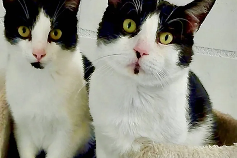 19-10-2025 Asieldier van de Week