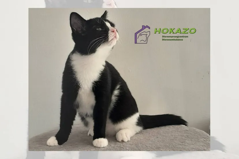 03-11-2025 Asieldier van de Week