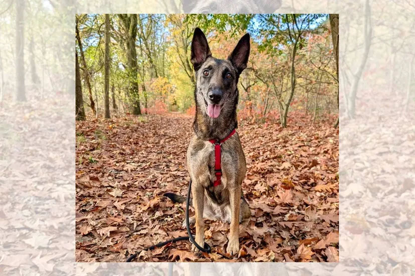 09-11-2025 Asieldier van de Week - Sandy