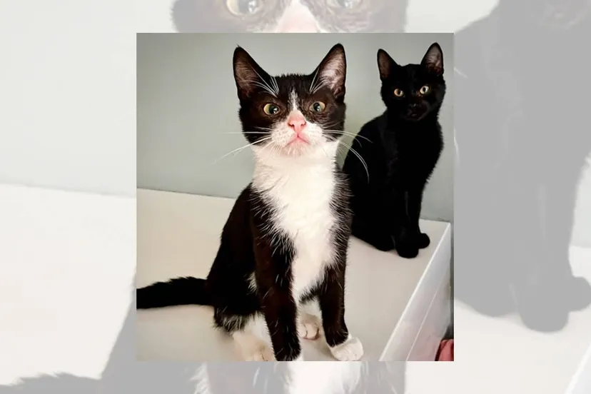 Asieldier van de Week