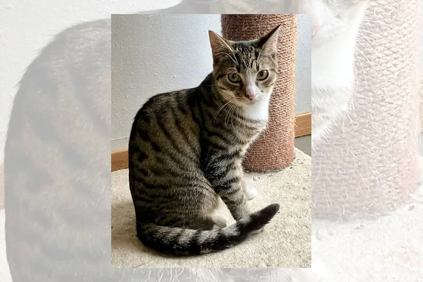 16-12-2025 Asieldier van de Week - Toast