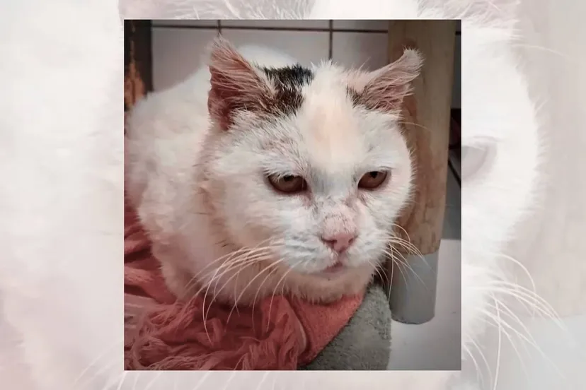 Asieldier van de Week Babs