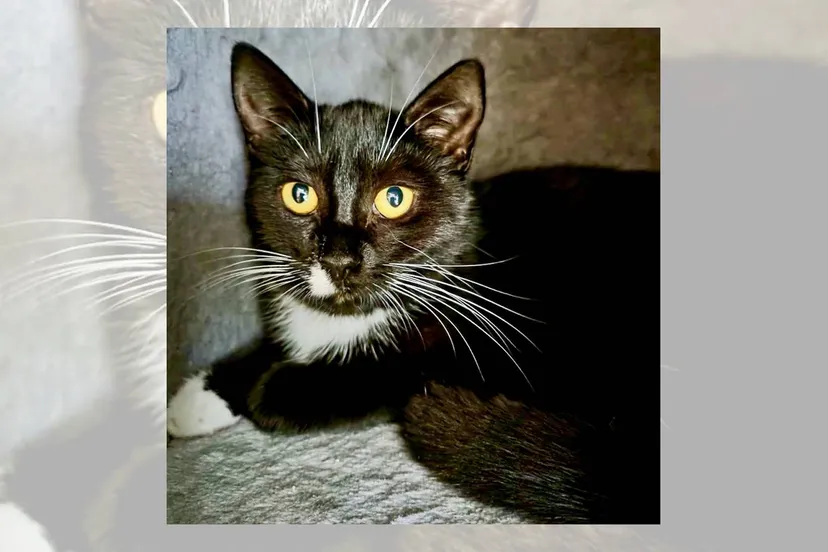 27-01-2026 Asieldier van de Week - Sophie