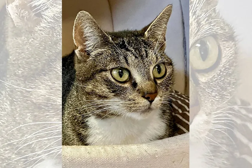 Asieldier van de Week - Loupe