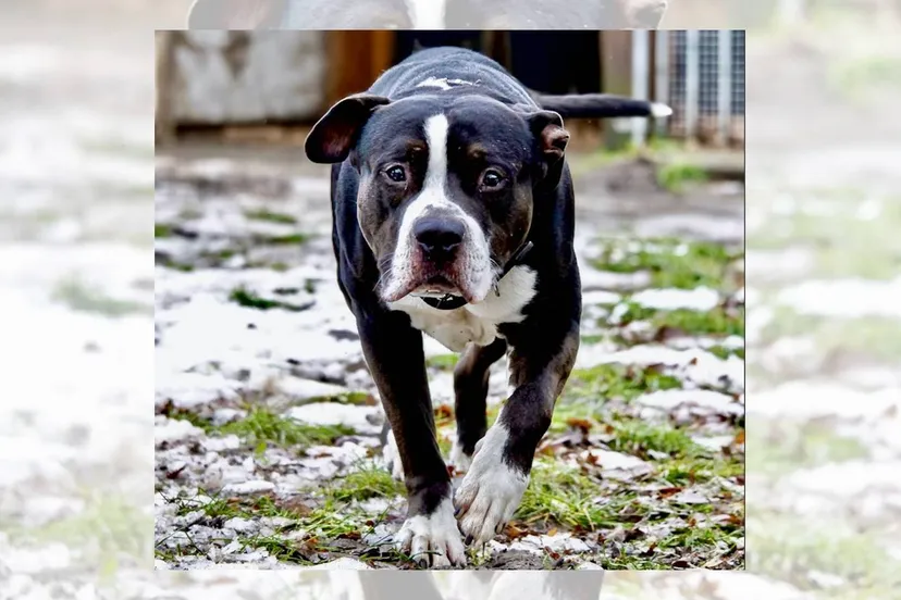 04-02-2026 Hokazo - Max