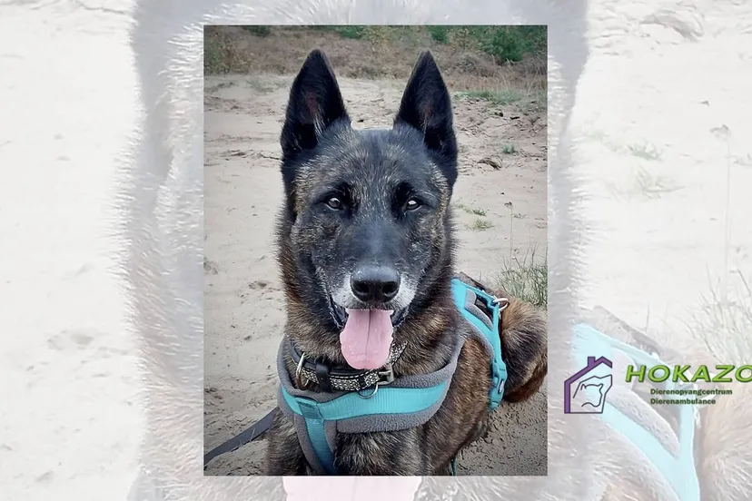 11-03-2026 Asieldier van de Week - Luuk