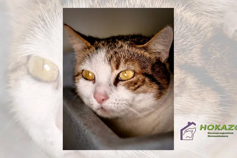 17-03-2026 Asieldier van de Week - Star