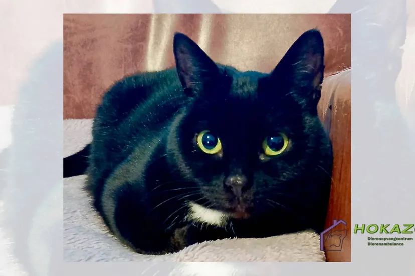 20-04-2026 Hokazo - Musta