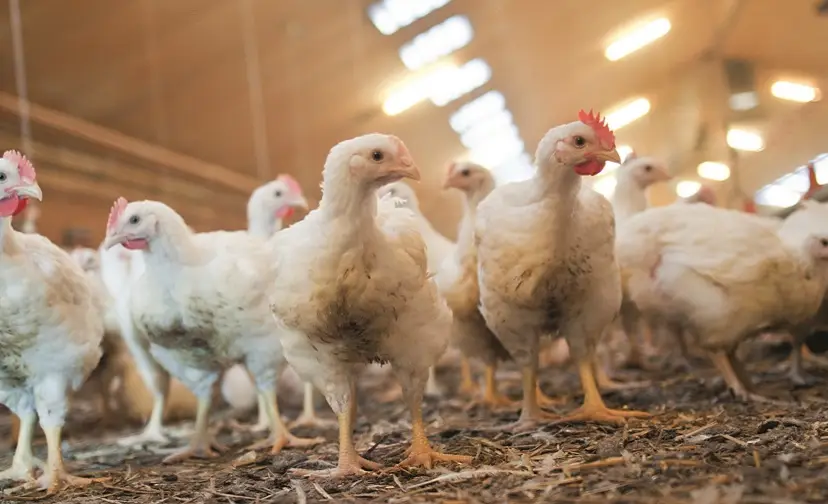 00 jumbo in 2023 volledig over naar scharrelkip met beter leven keurmerk