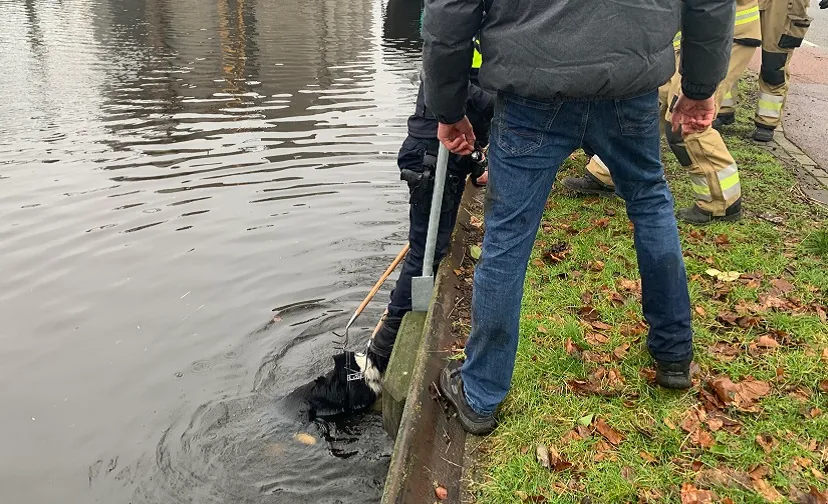 06 02 2021 hond te water 04