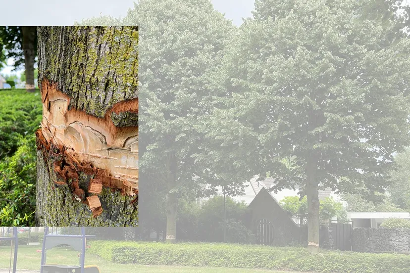 08 06 2022 vernieling bomen