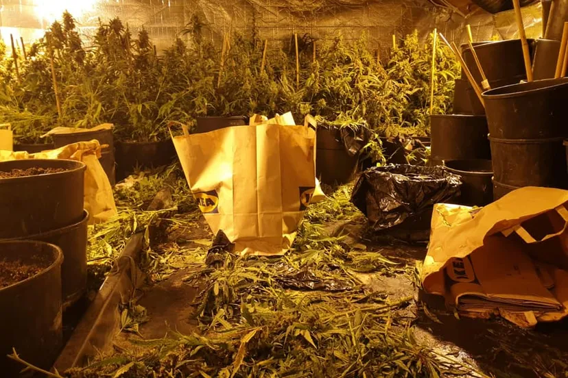 12 05 2019 hennepkwekerij