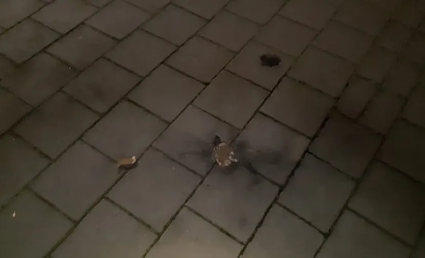 18 11 2020 politie schijndel