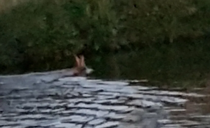 28 05 2019 hertje in zuid willemsvaart 03