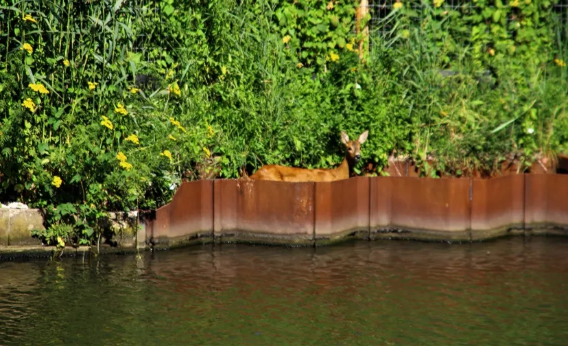 30 07 2020 dier te water zuid willemsvaart keldonk 2