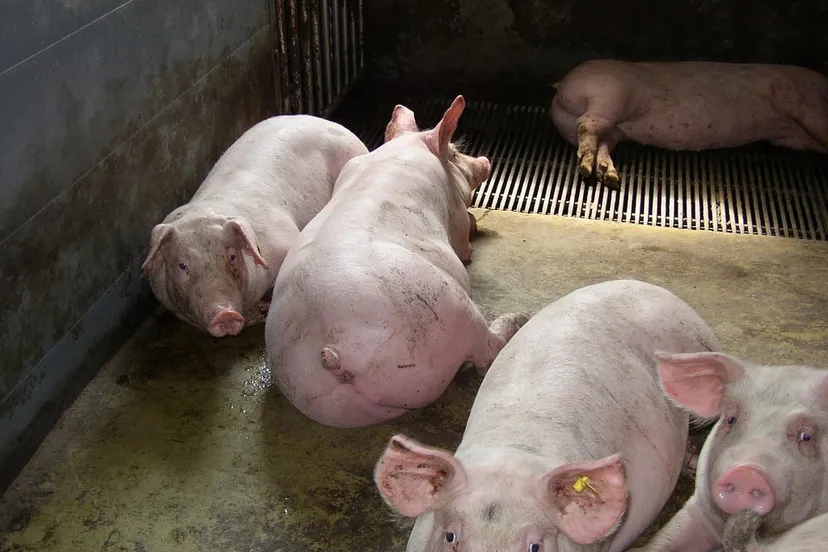 3218273112 81f789ec6c b