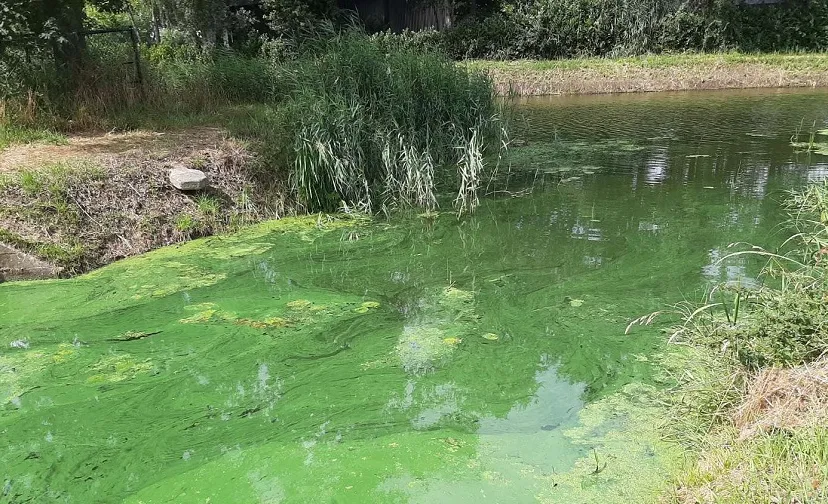blauwalg omgeving gemert bakel boven aa