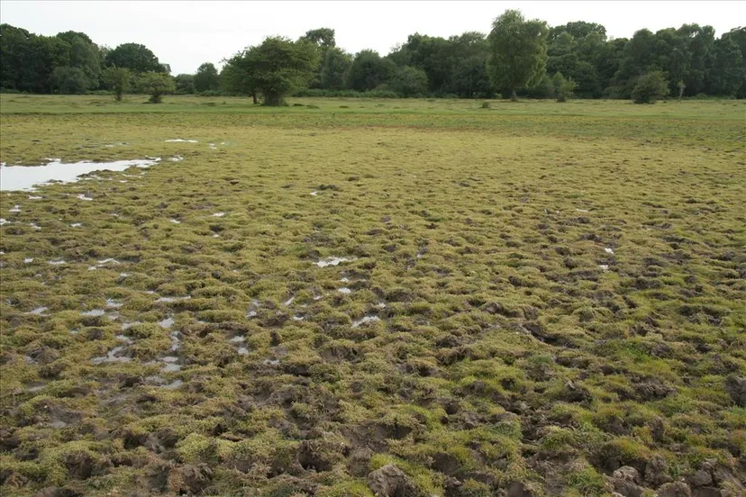 d20watercrassula20a13