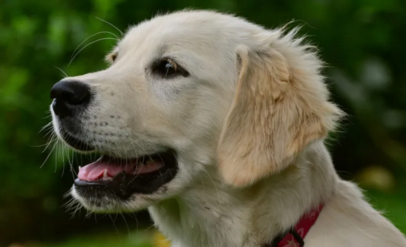 golden retriever 896x504