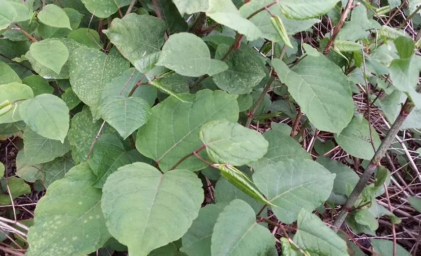 japanse duizendknoop 896x504