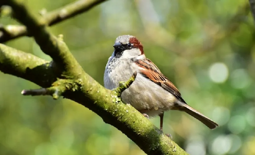 natuur in de wijk 896x504