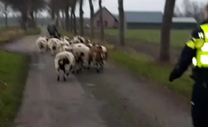 schapen
