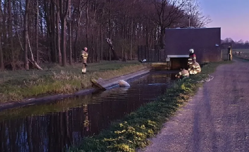 whatsapp image 2020 03 31 at 204358