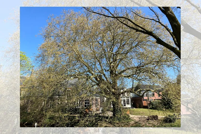 2025 04 09 boom bibliotheek