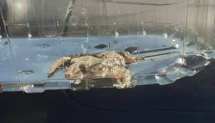 vreemde vondt jumbo veghel