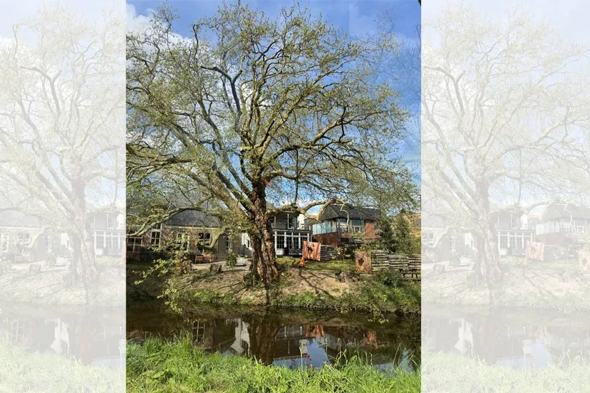 Plataan Parklaan Veghel