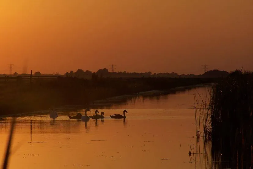 avondzon vaart zwanen