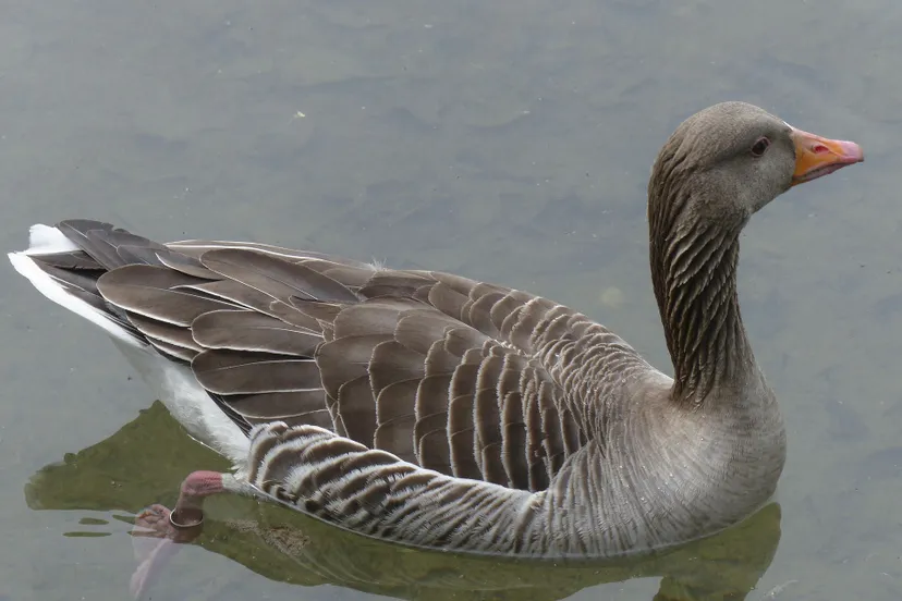 bean goose g6b2b4b2a7 1920