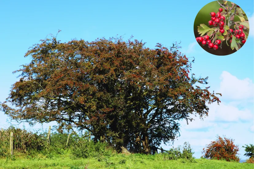 koekange landschapsherstel
