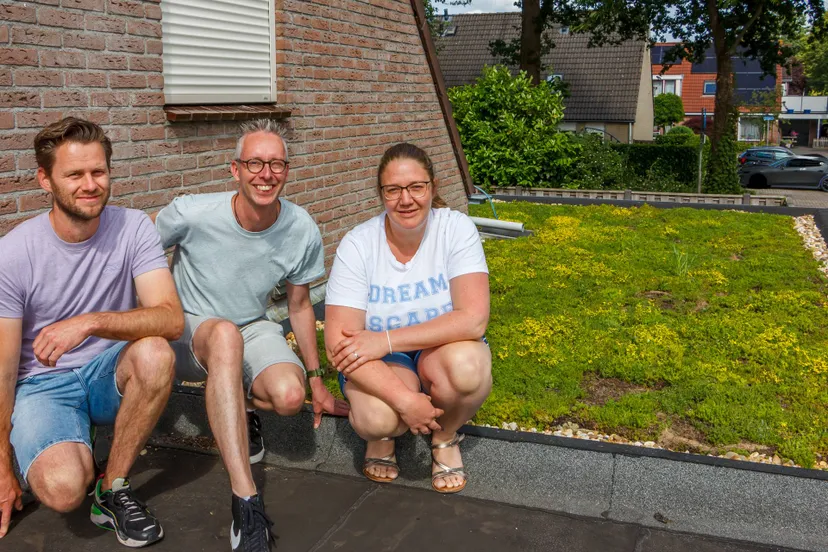 meppel doornheegde sedumdaken foto henk houben