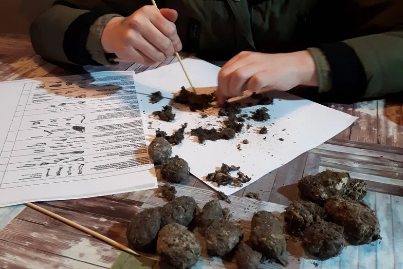 oudavereest wheem uileballen