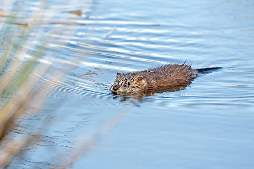 wdod muskusrat 1