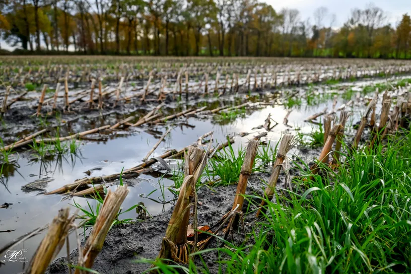 wdod natt natter natst