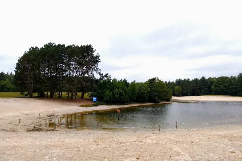 de zwarte dennen op een bewolkte dag