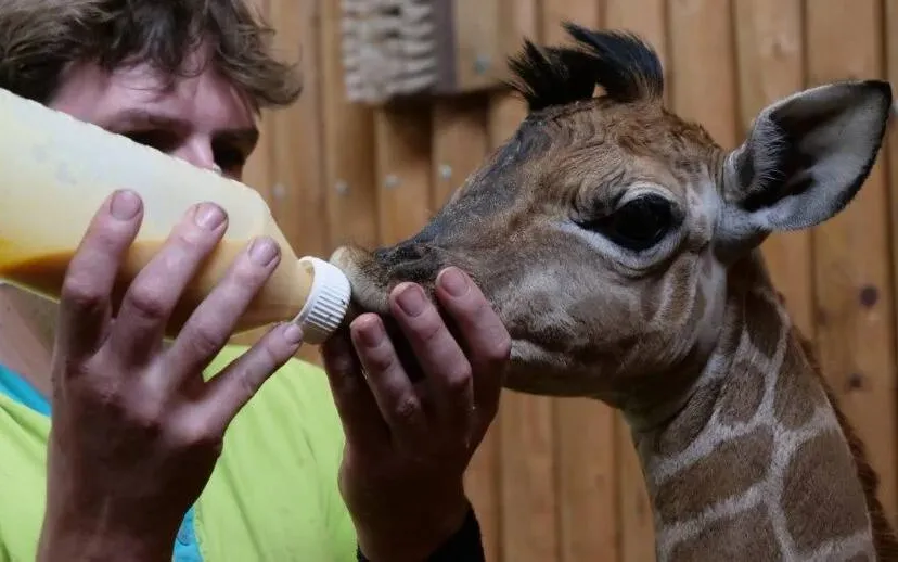 emmen giraf wildlamnds