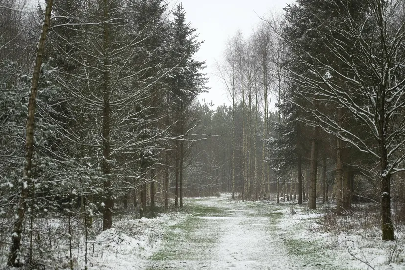 meppen natuurwintermepperdennen