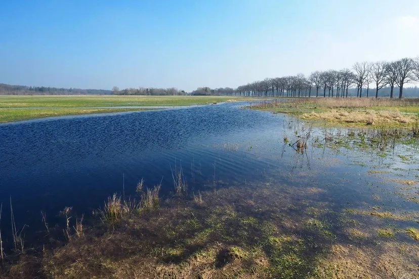 oude willem drfrwold